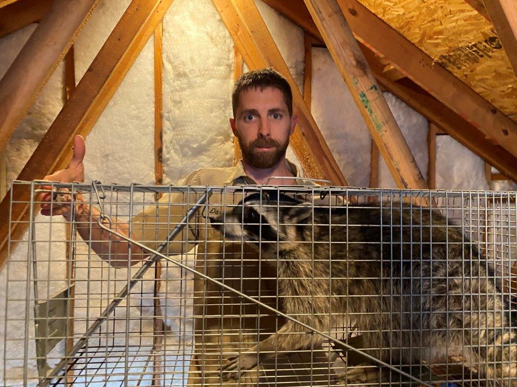 Louisville raccoon trapping